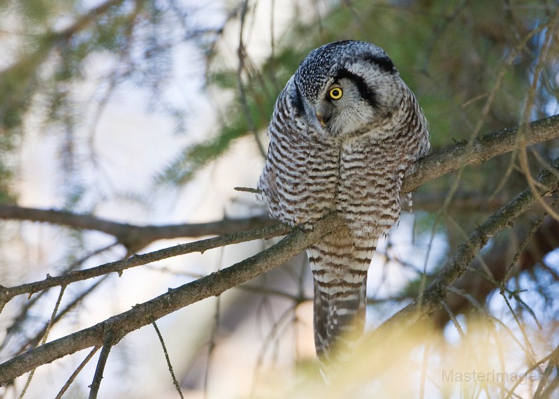 IMG_6784c.jpg - Northern Hawk-Owl (Surnia ulula)
